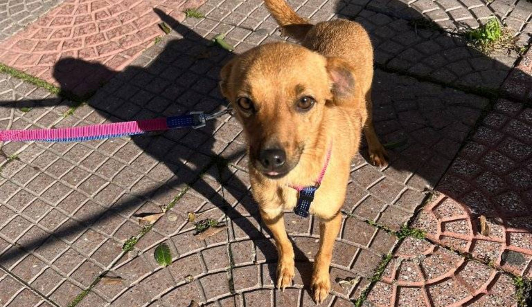 Abbandonata a Oristano, Donia è stata adottata alla vigilia di Natale