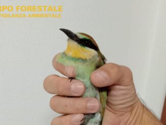 Gruccione debilitato salvato dalla Forestale a Villanova Truschedu