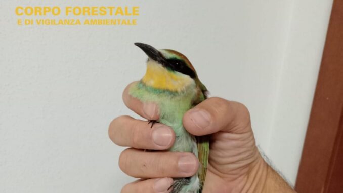 Gruccione debilitato salvato dalla Forestale a Villanova Truschedu