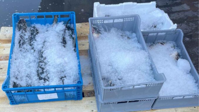Oristano, pesce sequestrato donato al Banco alimentare