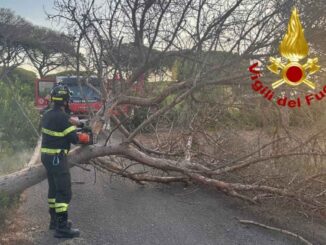 Traffico interrotto ad Arborea per un albero caduto, strada riaperta