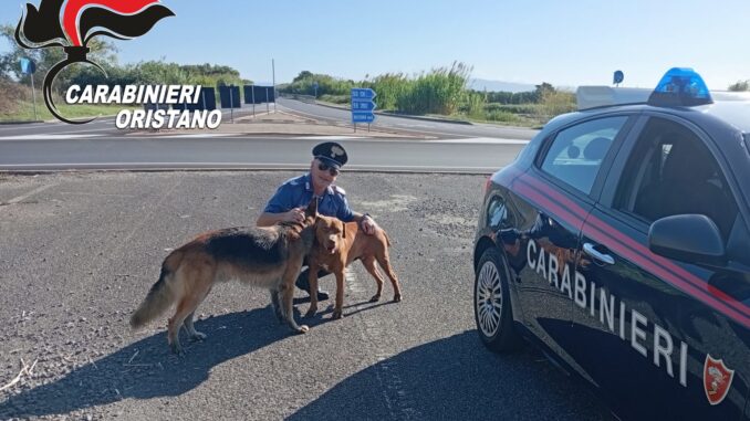 Oristano, due cani salvati dai carabinieri e riconsegnati al padrone