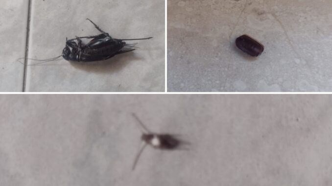 Blatte e notti insonni per una donna residente in un alloggio comunale di Oristano