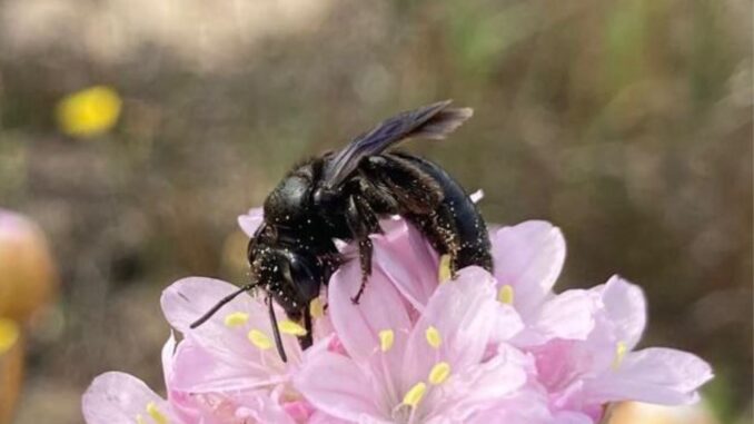 Scoperta in Sardegna una nuova specie di ape selvatica Scoperta in Sardegna una nuova specie di ape selvatica