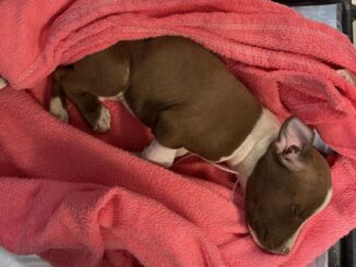 Tragica fine per Pittino, il pitbull vittima di crudeltà a Oristano