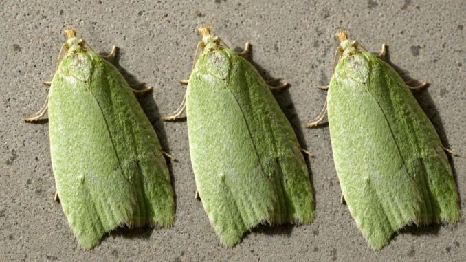 Tortrix viridana