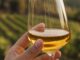 Vino bianco, Vernaccia Oristano